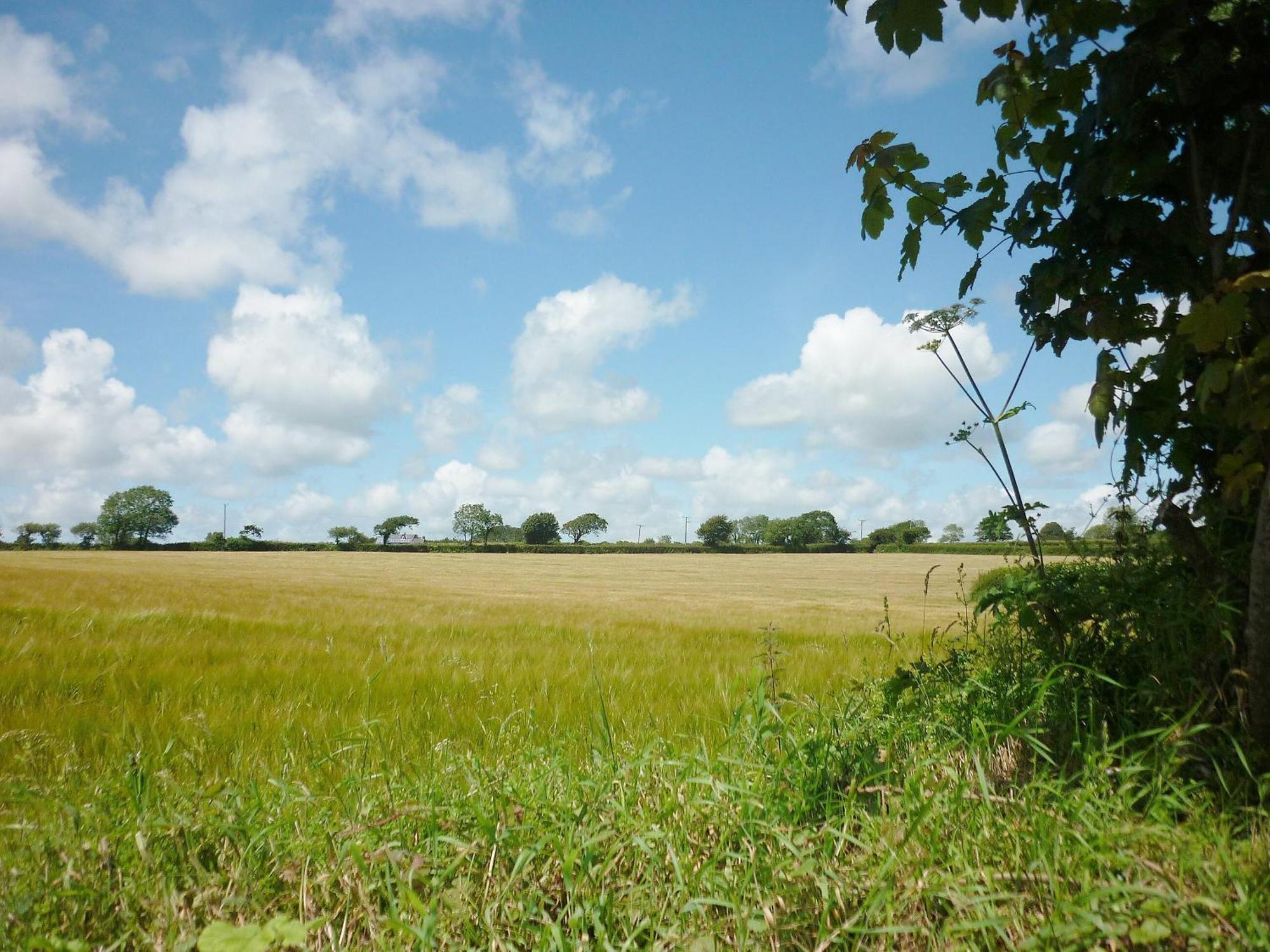 Blackberry Cottage North Hill Bagian luar foto